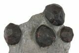 Plate of Five Red Embers Garnets in Graphite - Massachusetts #148147-2